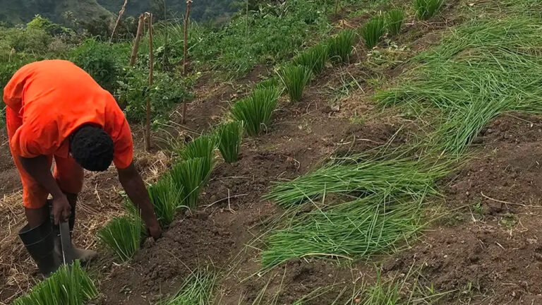 North Leeward farmers monitoring the benefits of Vetiver System