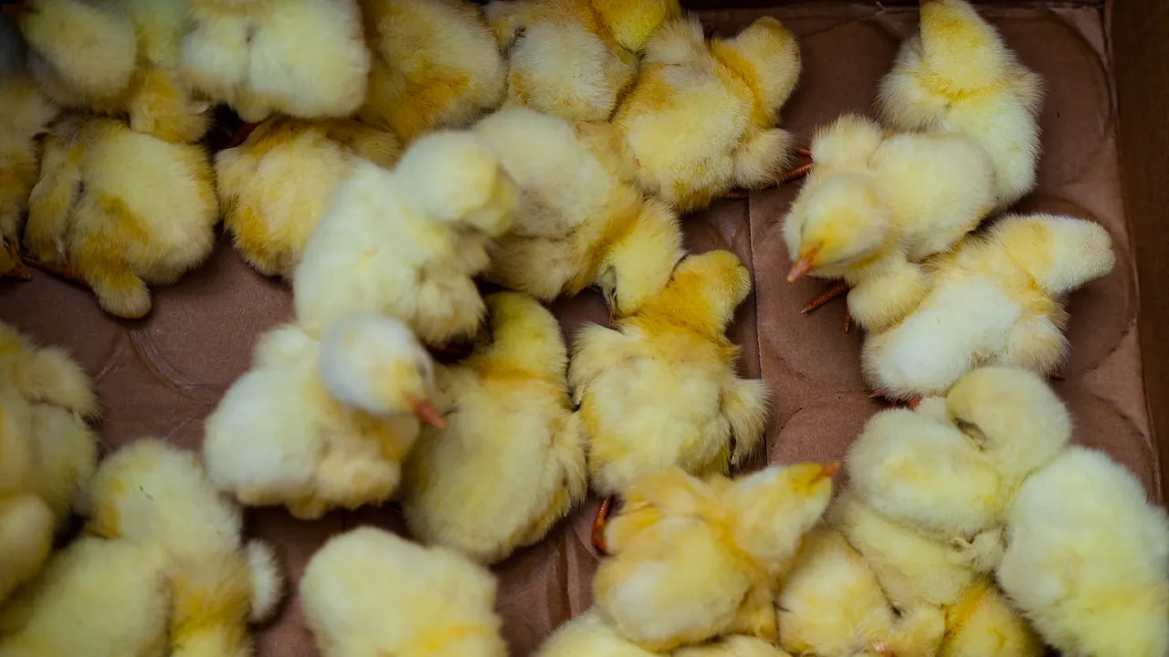 IICA Contributes Over 7,000 Chicks for Distribution in SVG